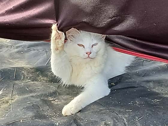 언덕위에하얀집 · 네이버 지도·플레이스 5