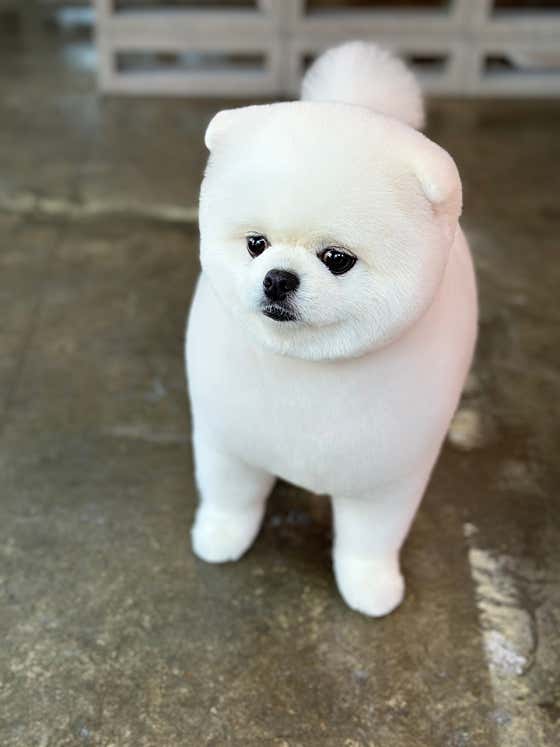 짱구짱아애견미용샵