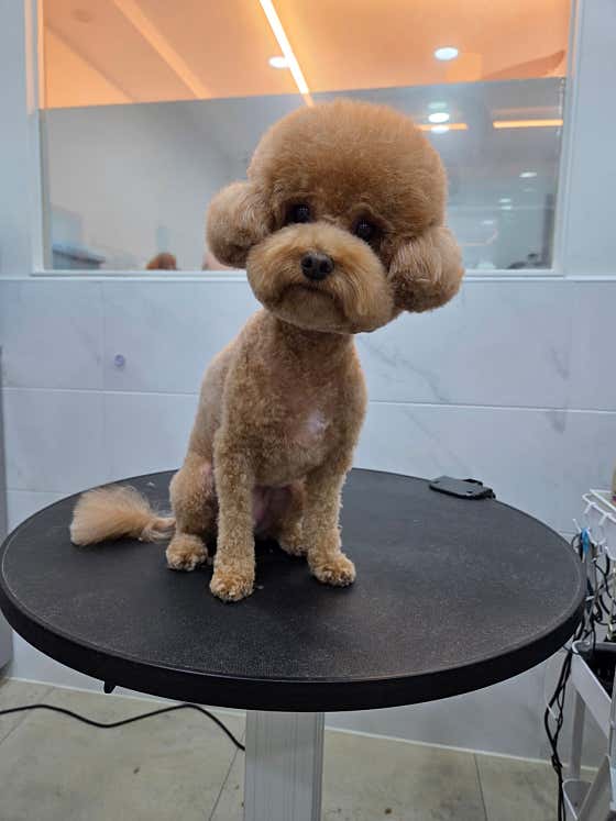 댕댕그루밍