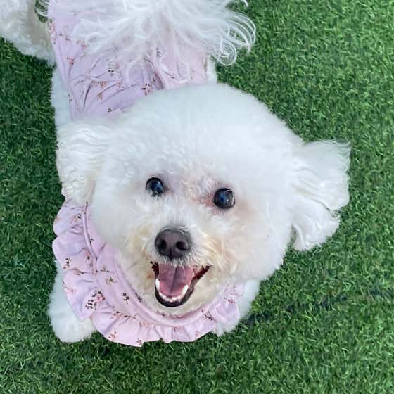 해뜨는댕 강아지 유치원 · 네이버 지도·플레이스 9