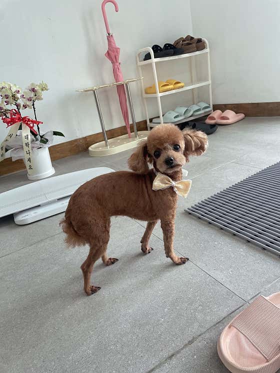 제주독앤캣 · 네이버 지도·플레이스 10