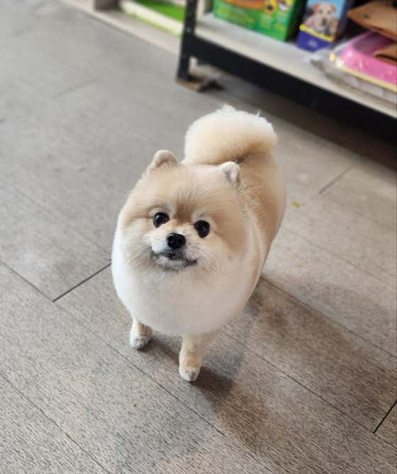 엉클펫