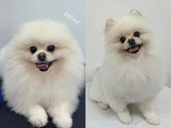 몽몽펫살롱 · 네이버 지도·플레이스 3