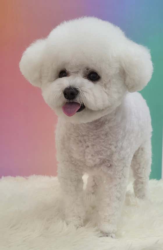 몽몽펫살롱 · 네이버 지도·플레이스 6