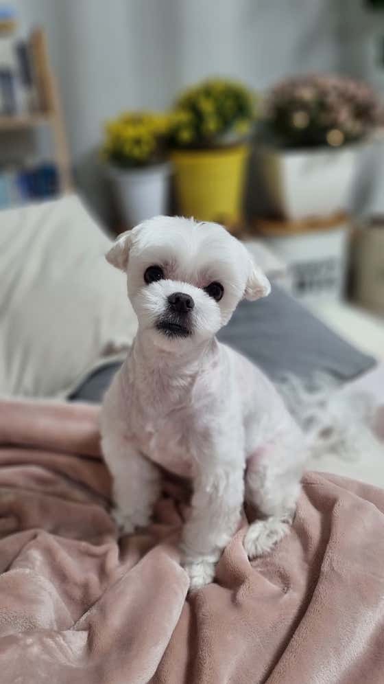 로얄도그
