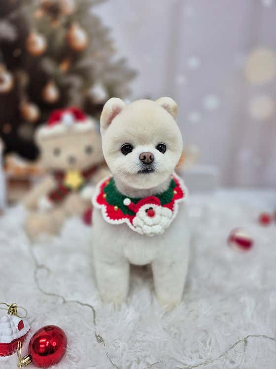 수멍발소 강아지미용실 대표이미지