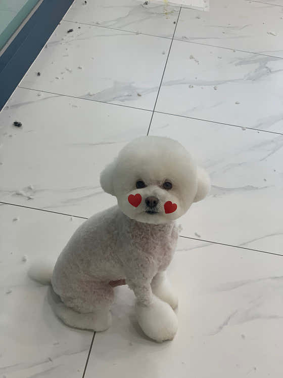 앙볼리 펫살롱 · 네이버 지도·플레이스 8