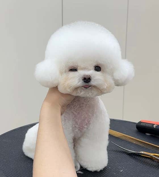 퍼피플레이스