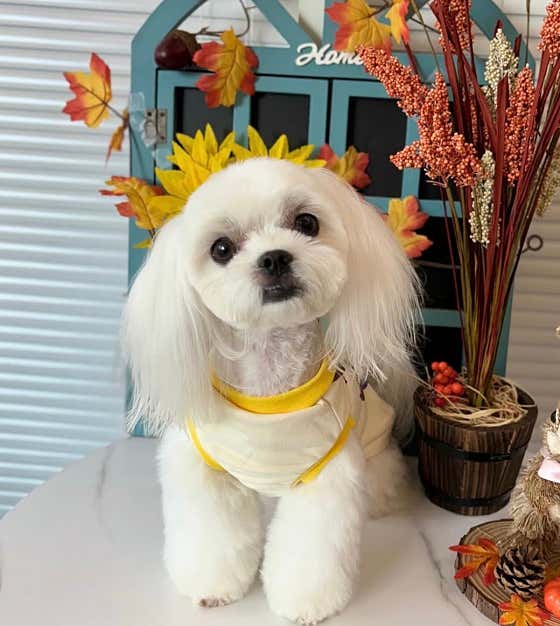 옥정강아지 · 네이버 지도·플레이스 7