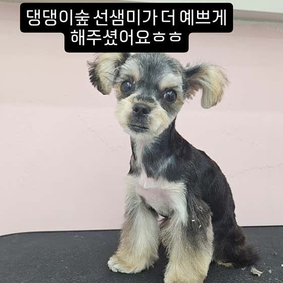 댕댕이숲 · 네이버 지도·플레이스 5