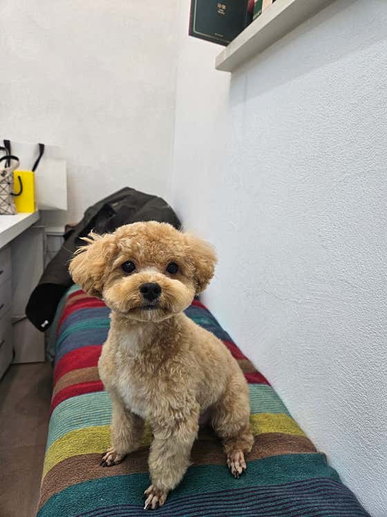 댕댕이숲 · 네이버 지도·플레이스 6