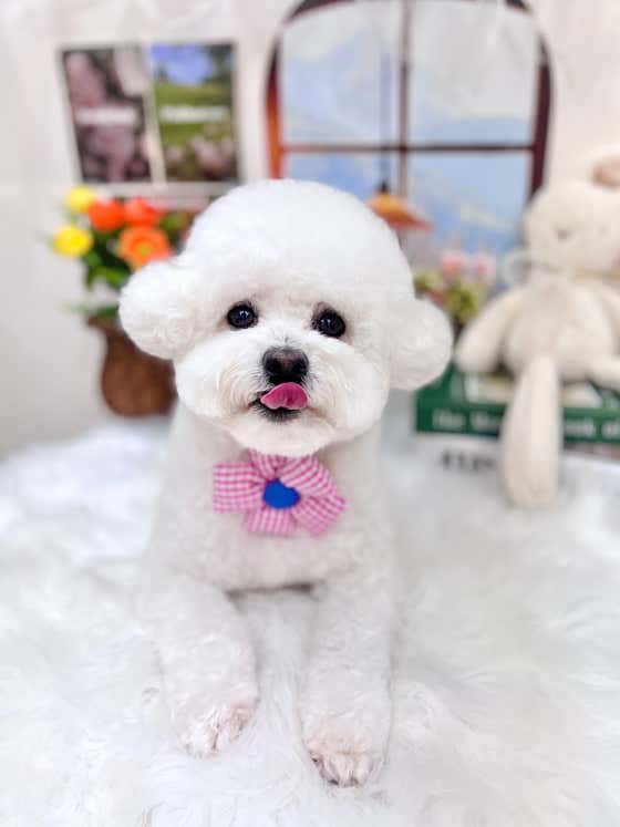 퓨어DOG · 네이버 지도·플레이스 10