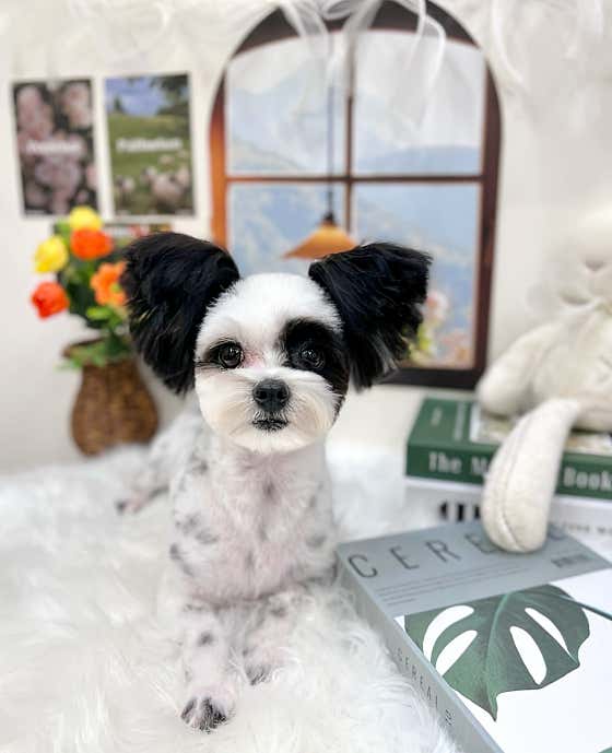 퓨어DOG · 네이버 지도·플레이스 9