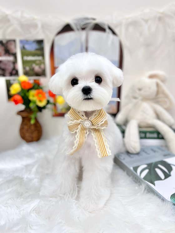 퓨어DOG · 네이버 지도·플레이스 6