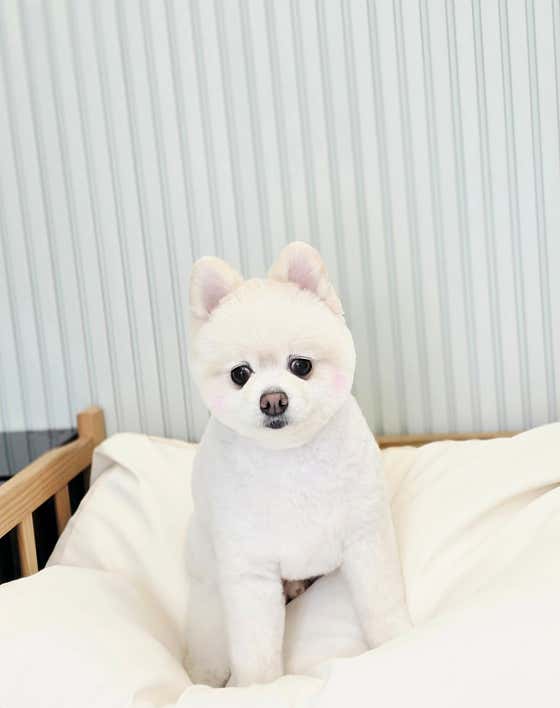 이쁘장하개 · 네이버 지도·플레이스 7
