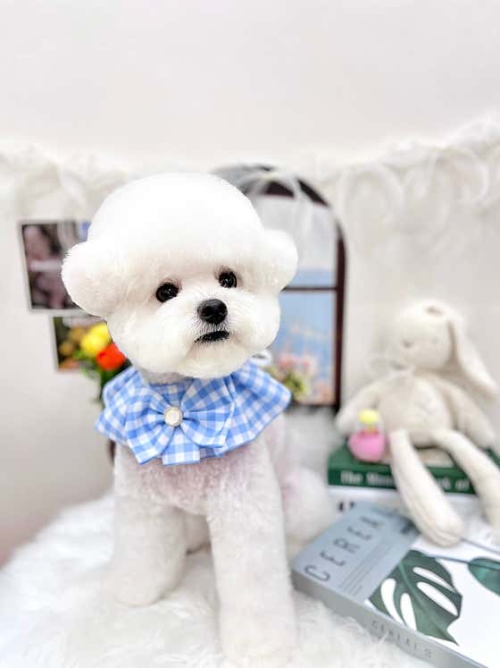 퓨어DOG · 네이버 지도·플레이스 2