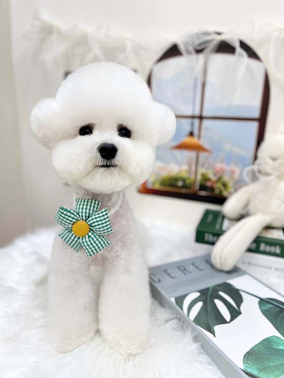 퓨어DOG · 네이버 지도·플레이스 4