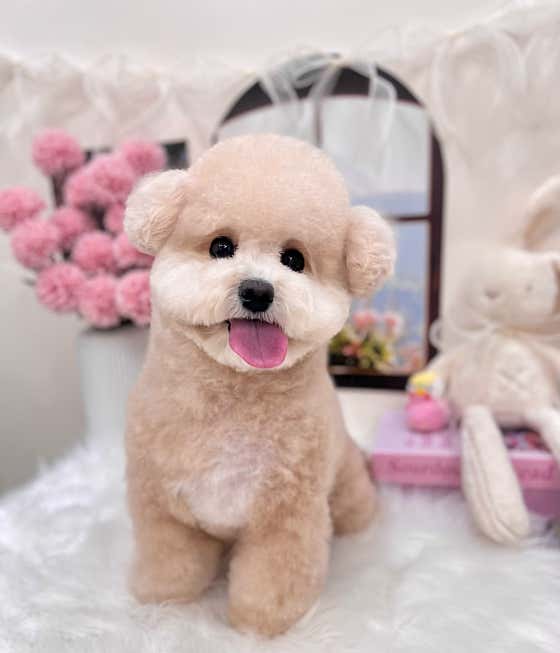 퓨어DOG · 네이버 지도·플레이스 8