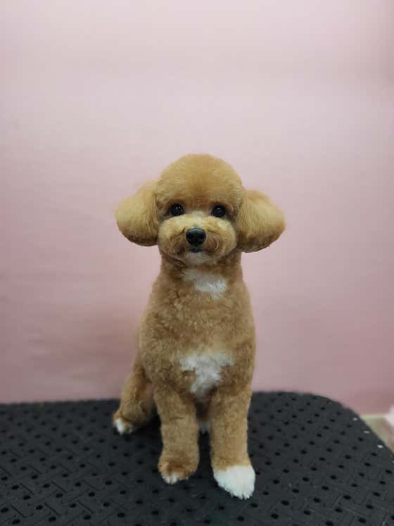 해피독 · 네이버 지도·플레이스 10
