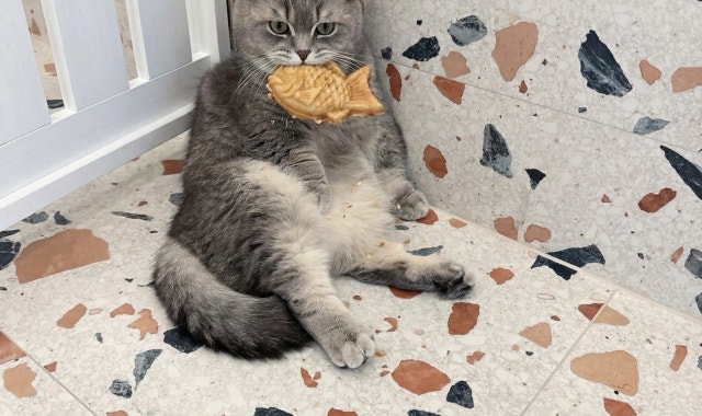 나만 없어 고양이 대표 사진