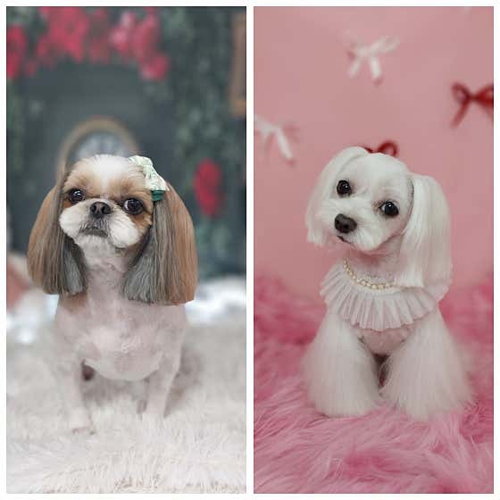 개이뻐애견미용실 대표이미지