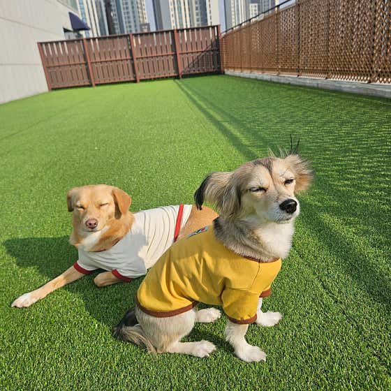 신라멍스 오산애견호텔