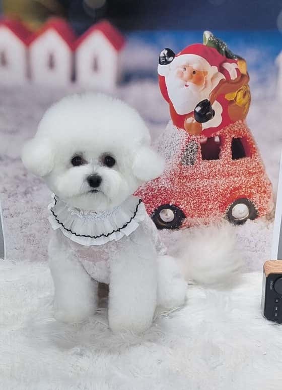 더펫살롱 대표이미지
