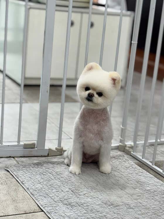 또봄 애견미용실 · 네이버 지도·플레이스 10