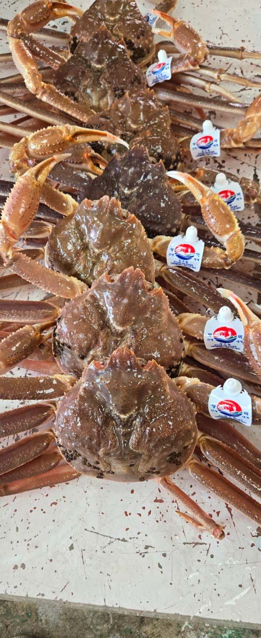 영덕대게 맛집 슛돌이 경우네집