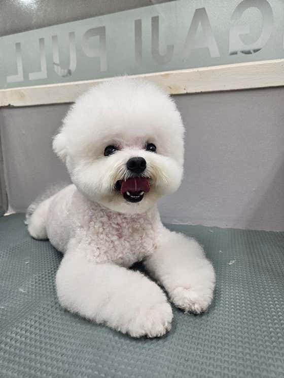 강아지풀 · 네이버 지도·플레이스 10