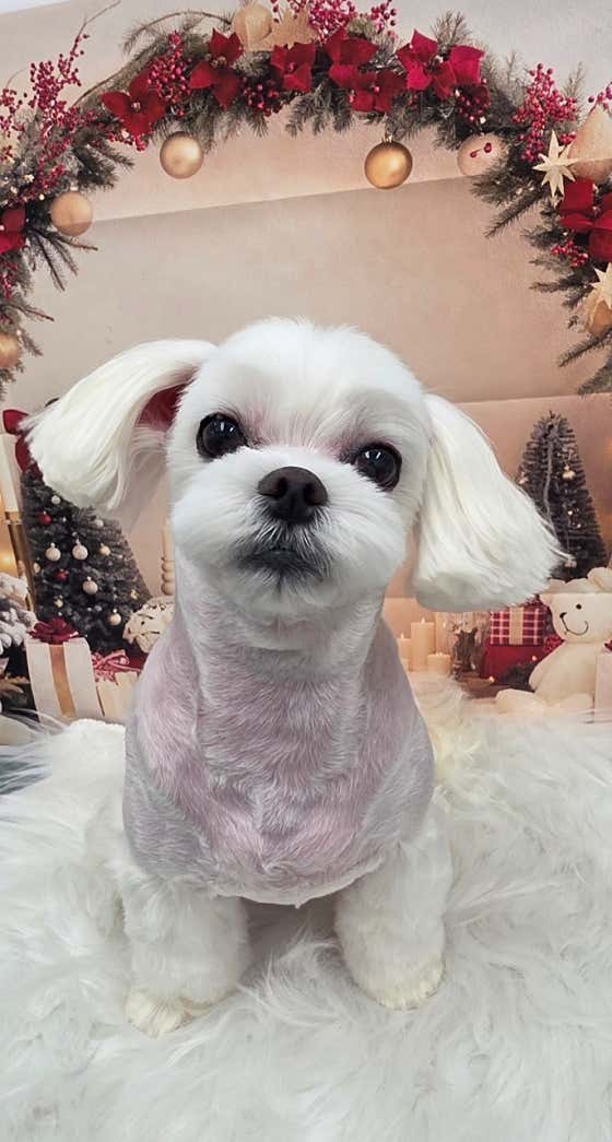 강아지풀 · 네이버 지도·플레이스 8