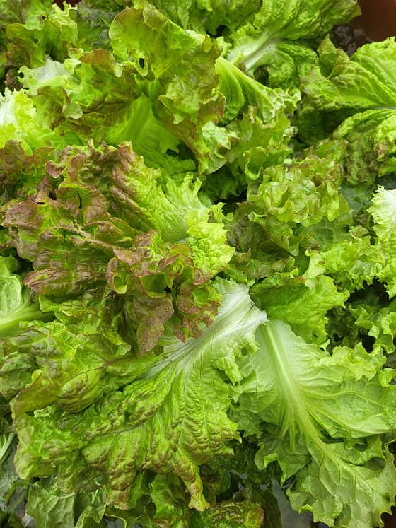 야채와 고사리 유기농으로 키워요🥬 메뉴 사진(네이버)