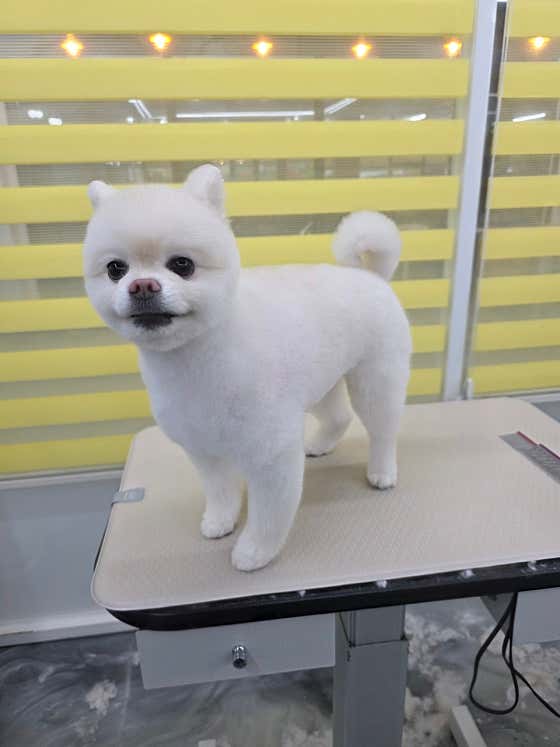 하루독/하루Dog달이와나나의하루 · 네이버 지도·플레이스 10