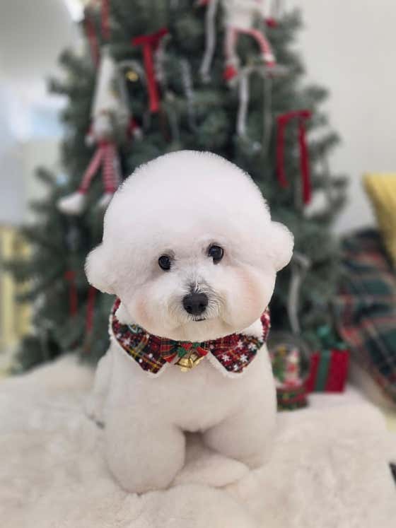 그루댕댕