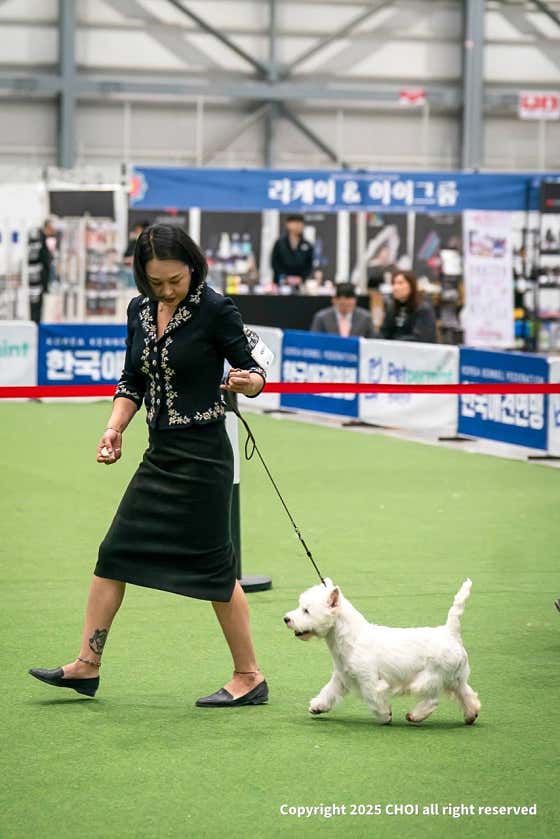 개키우는언니 · 네이버 지도·플레이스 2