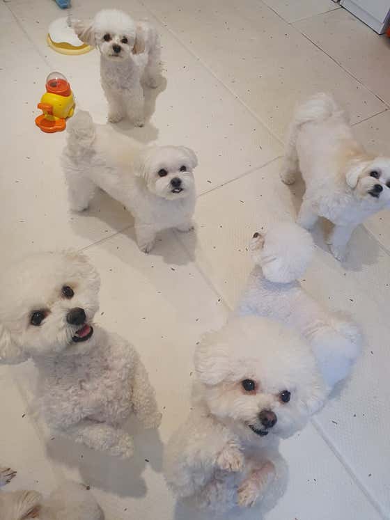 코코반려견놀이방 · 네이버 지도·플레이스 9