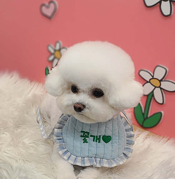 애견미용 꽃개미용실 · 네이버 지도·플레이스 8