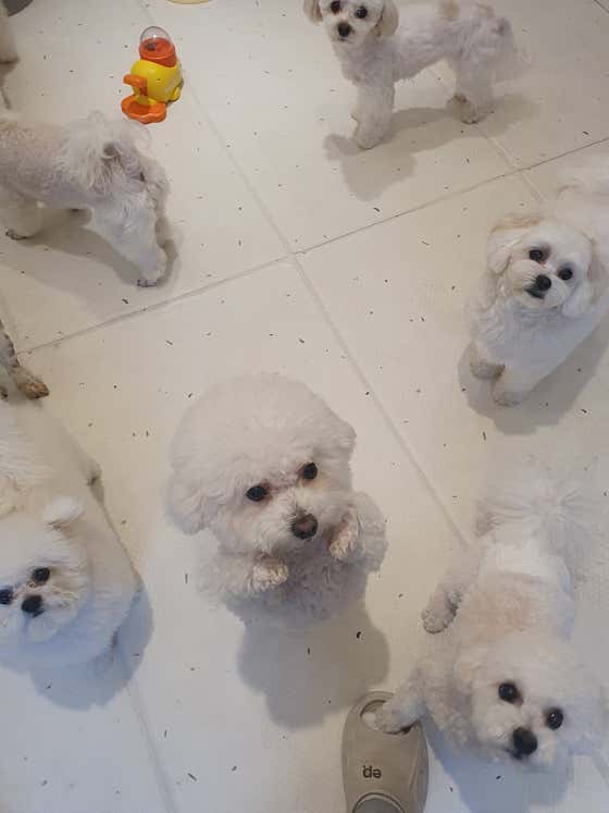 코코반려견놀이방 · 네이버 지도·플레이스 7