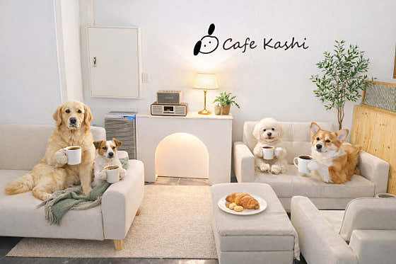 Cafe Kashi · 네이버 지도·플레이스 5