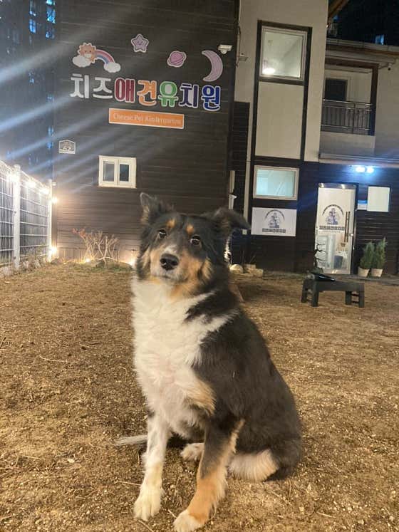 치즈 애견유치원&애견호텔 · 네이버 지도·플레이스 8