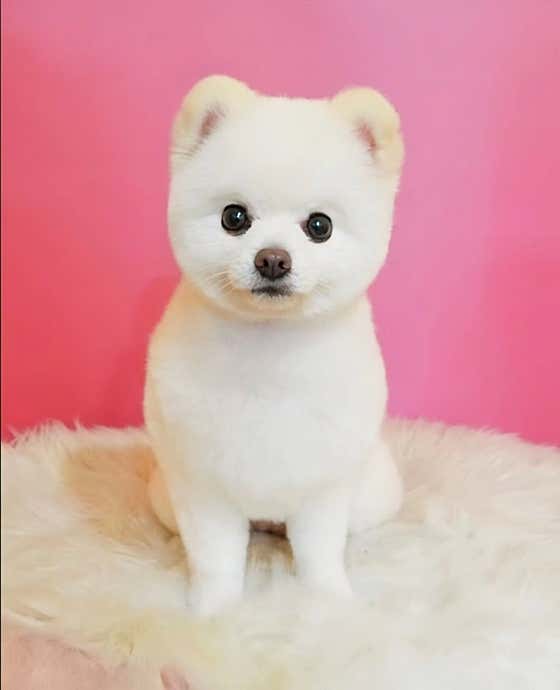 눈이부시개 · 네이버 지도·플레이스 2