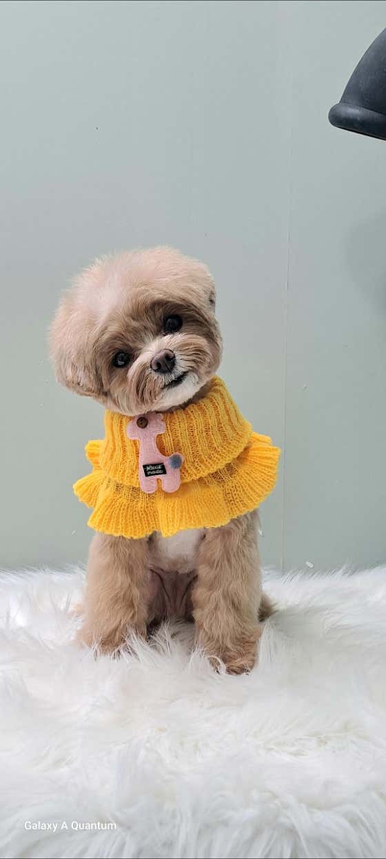 테라스애견미용실 · 네이버 지도·플레이스 4