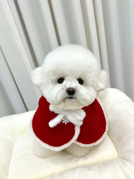 비니퍼피