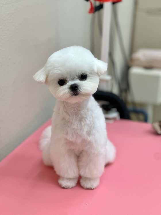 댕글리