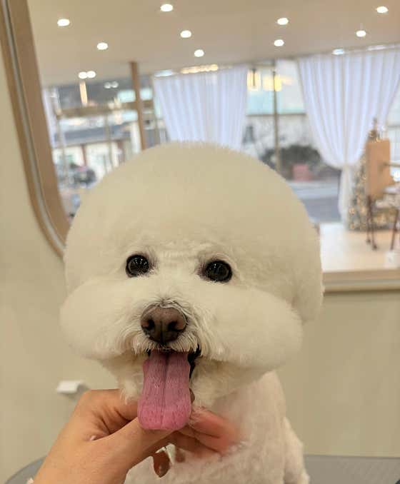 몽슈펫