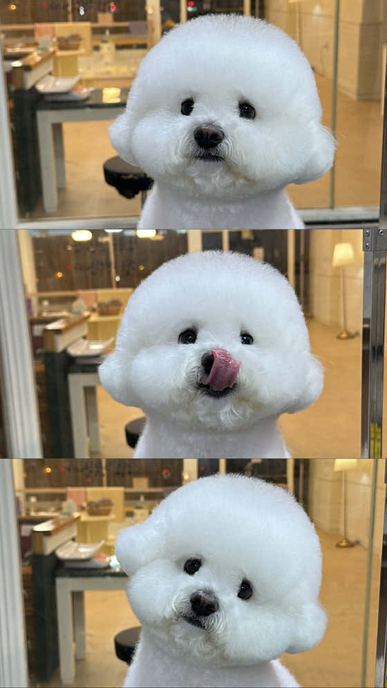 울산제이앤독애견샵 대표이미지