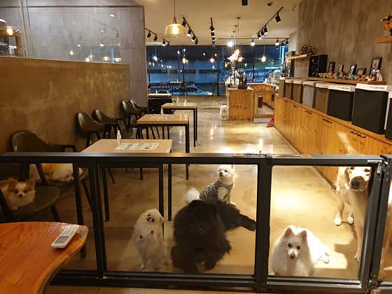 왈왈이 단계점 대표이미지