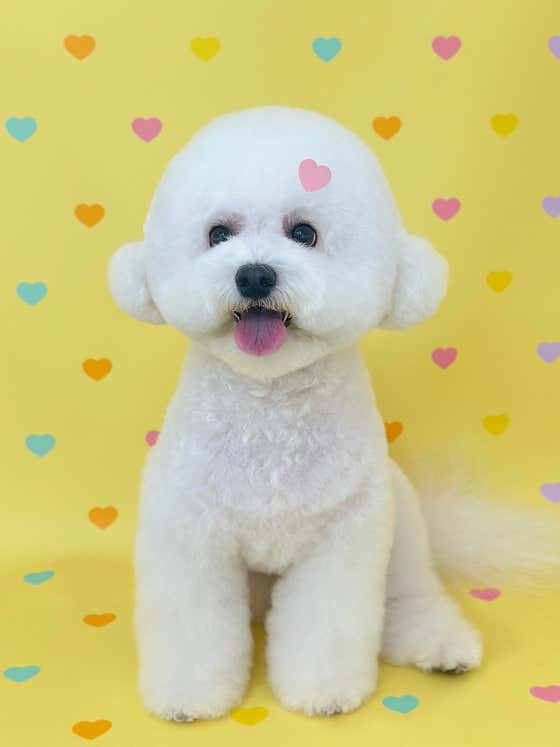댕끌림 · 네이버 지도·플레이스 7