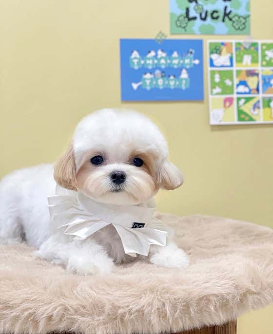 춘살롱 · 네이버 지도·플레이스 4