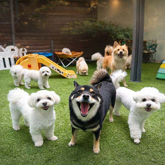 털로덮인친구들 수원광교점 대표이미지